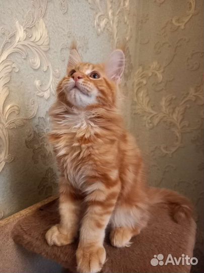 Котята мейн-кун