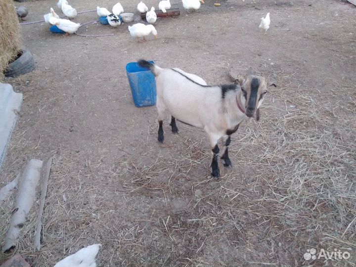 Козлик ламанча 6 мсяцев