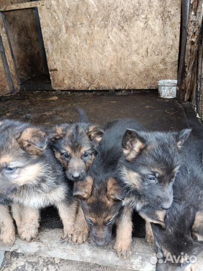 Щенки немецкой овчарки