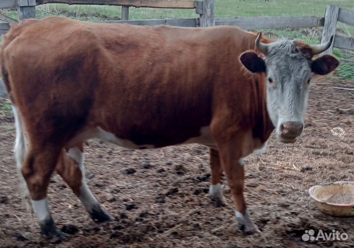 Телка 1.5 года