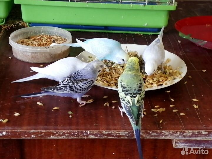 Попугай волнистый мальчик