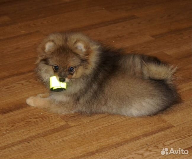 Девочки померанского шпица
