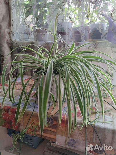 Продам цветок хлорофитум