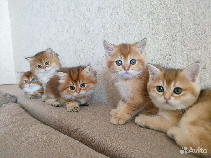 Котята золотая шиншилла