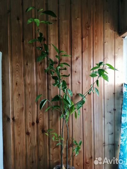 Лимон комнатный. Лимонное дерево