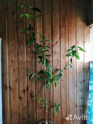 Лимон комнатный. Лимонное дерево