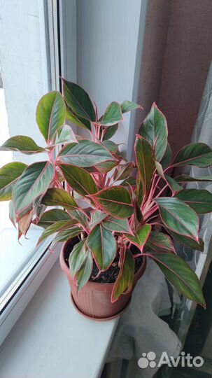 Аглаонема Сиам Аврора