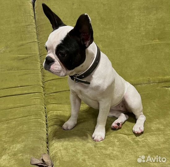 Щенок французского бульдога
