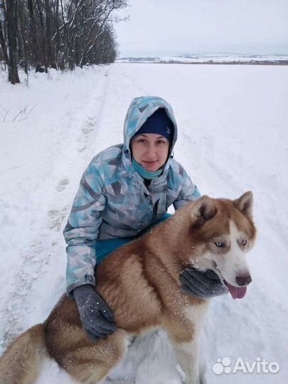 Сибирский хаски. Вязка