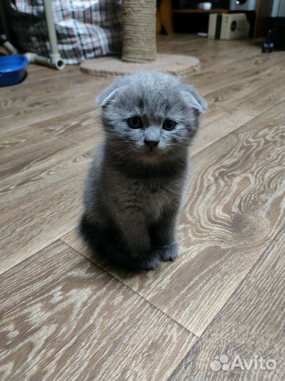 Шотландская вислоухая