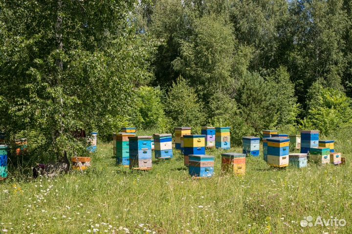 Мед липовый Башкирский