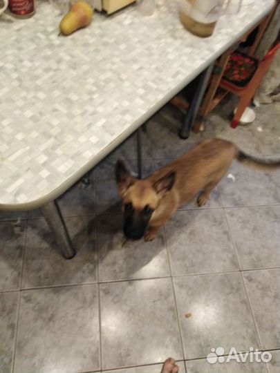 Отдам бесплатно