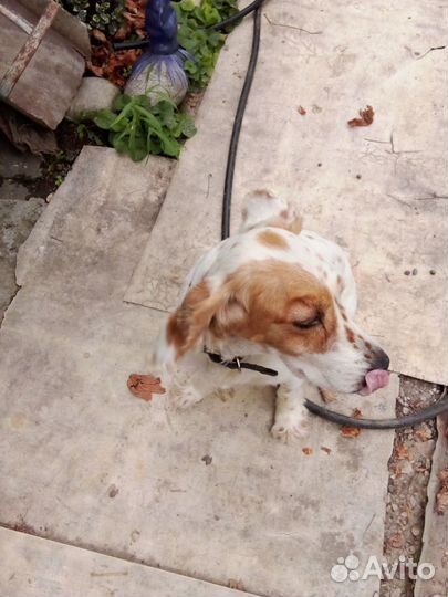 Кокер спаниель