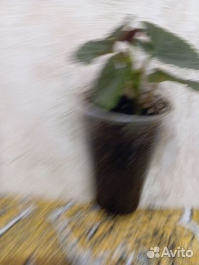 Бегония элатиор