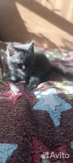 Британские котята