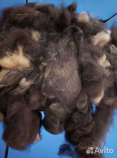 Подшерсток собачий