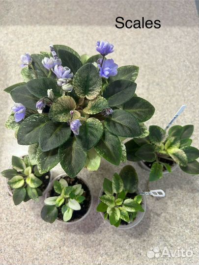 Фиалка мини