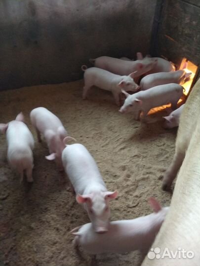 Поросята