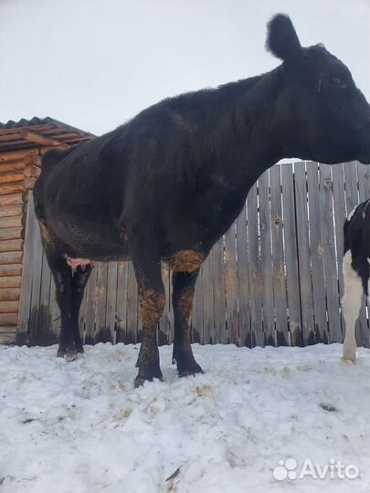 Корова с теленком