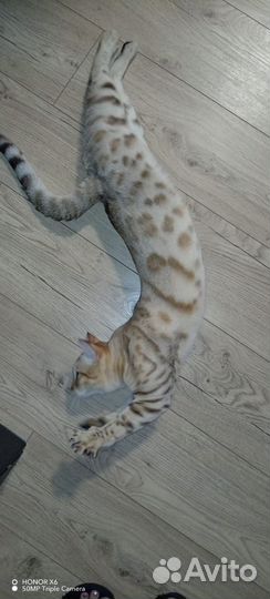 Бенгальский кот вязка