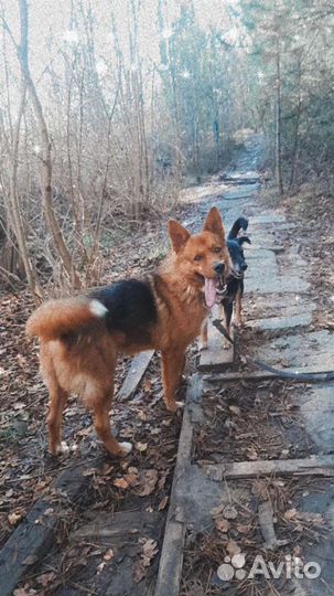 Собака в добрые руки