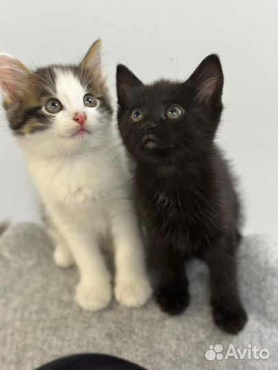 Кошки в добрые руки бесплатно