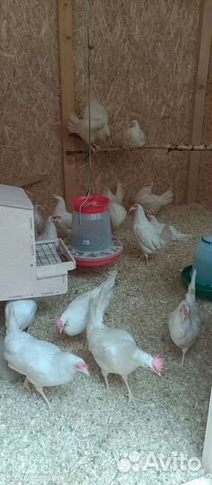 Куры молодки несушки в аренду
