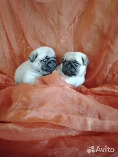 Щенки мопса мальчик