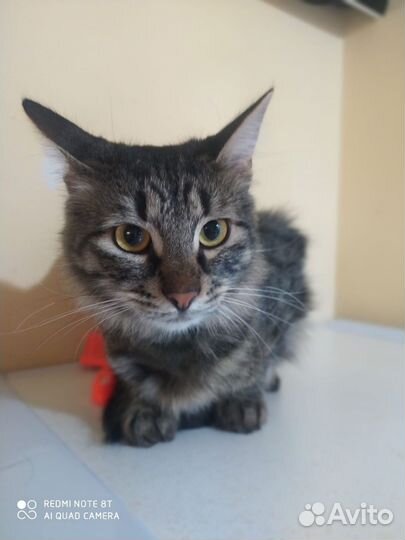 Кошка