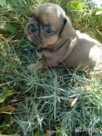 Французский бульдог