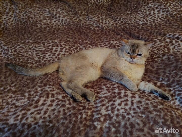 Шотландский кот вязка