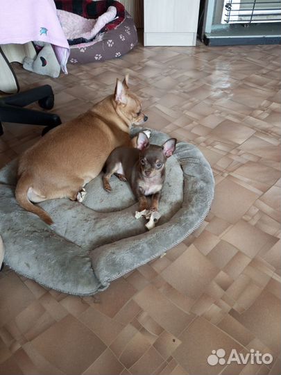 Мини девочка той-терьер