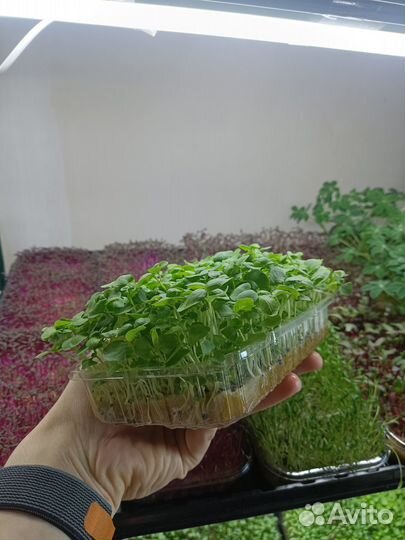 Микрозелень, бесплатная доставка по СПБ