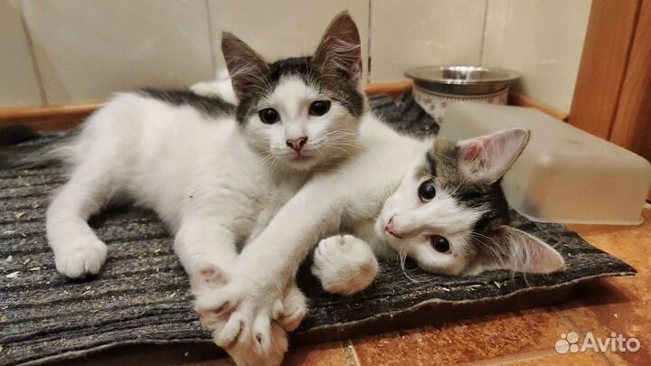 Котята