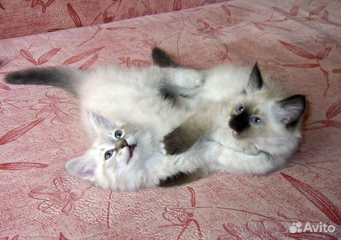 Невские пацаны