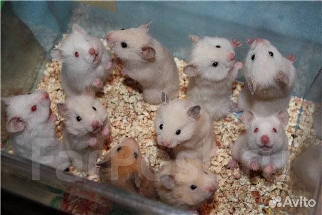 Сирийский хомяк