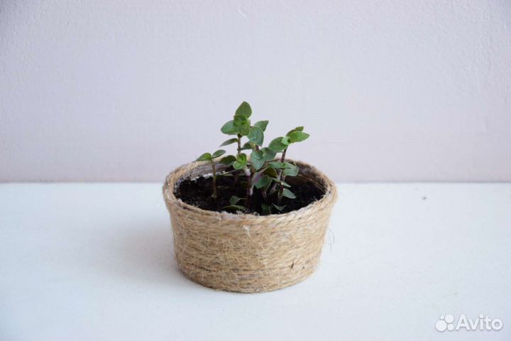 Формы для флорариум Декор Кашпо Комнатные растения