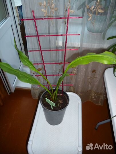 Калла сортовая Eleganza