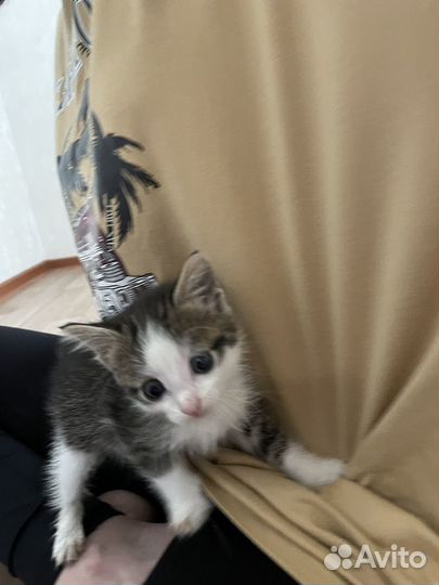 Кошка в дар