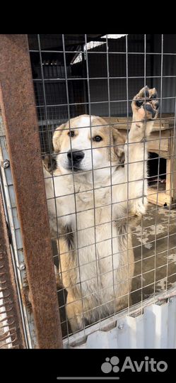 Алабай+лабрадор