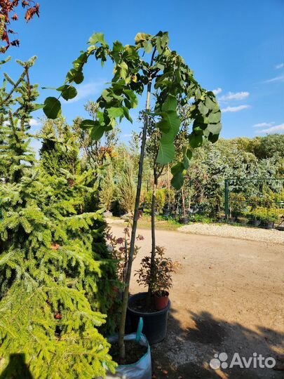 Вяз шершавый