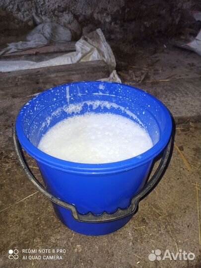 Корова дойная