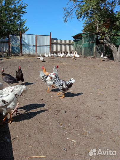 Куры ливенские ситцевые