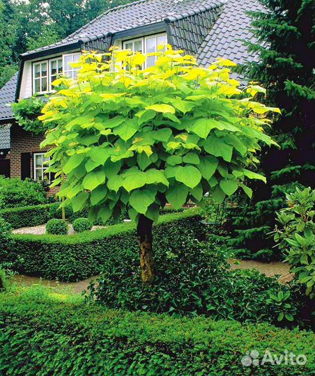 Семена Дерево Счастья Катальпа Прекрасная Талисман