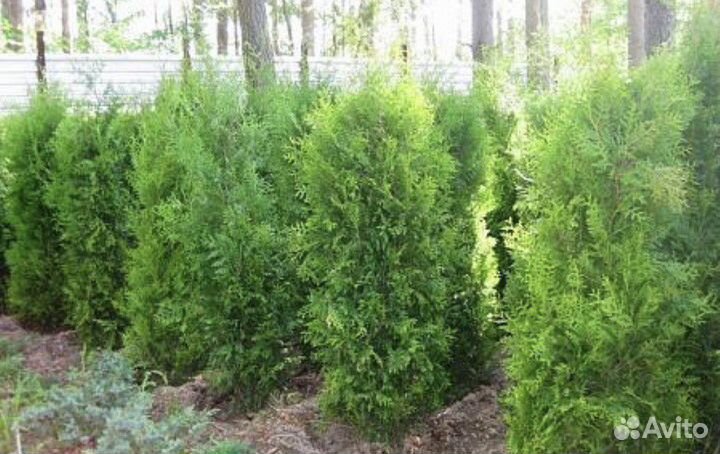 Туя Брабант из питомника