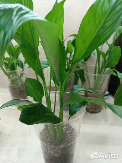 Спатифиллум