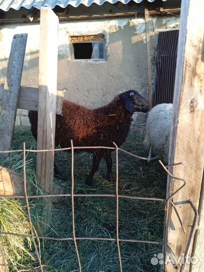 Овцы бараны