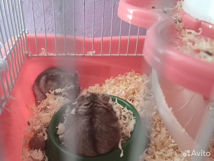 Джунгарский хомяк бесплатно