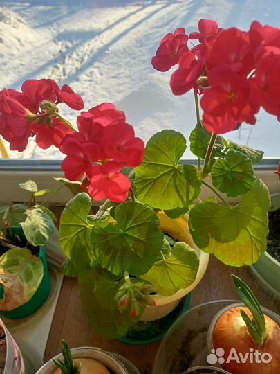 Герань пеларгония