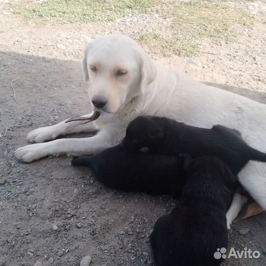 Щенки лабрадора бесплатно